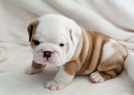 Englez buldogg