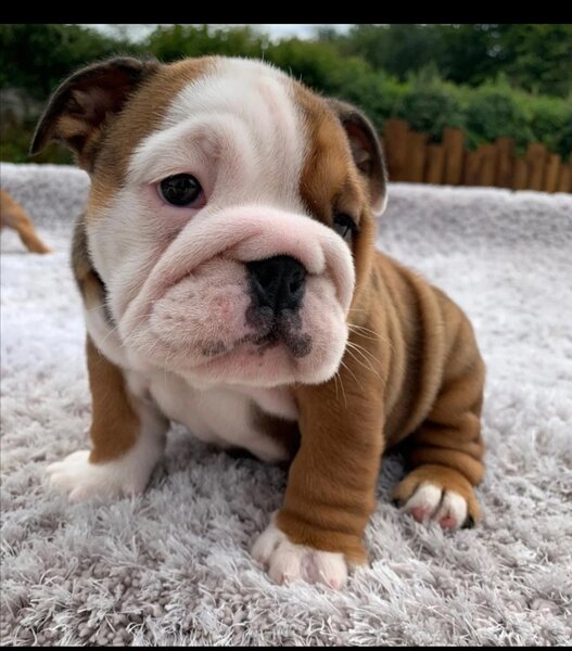 Englez buldogg