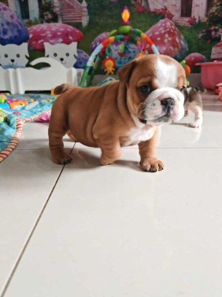Englez buldogg