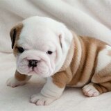 Englez buldogg